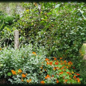 Edible forest in Kidron